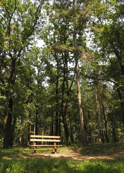 Вертикальный Снимок Деревянной Скамейки Зеленом Лесу — стоковое фото