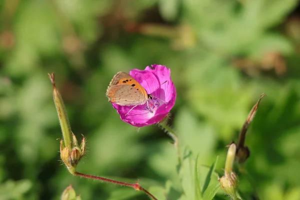 Nahaufnahme Eines Kleinen Schmetterlings Der Auf Einer Blume Sitzt — Stockfoto