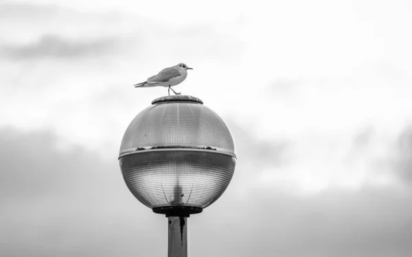 Hermoso Tiro Pájaro Una Lámpara Escala Grises —  Fotos de Stock