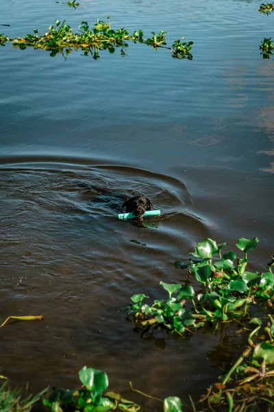 その口の中におもちゃで湖で泳ぐ愛らしい黒いラブラドール — ストック写真