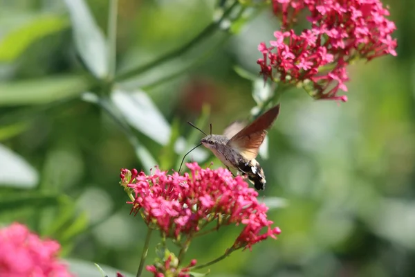 A closeup shot of a Hummingbird hawk-moth flying near the blooming flowers