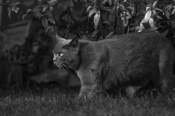 Closeup Shot Cat Forest Grayscale — Stock Photo, Image