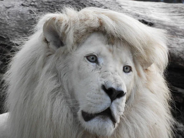 Närbild Ett Vackert Vitt Lejon — Stockfoto
