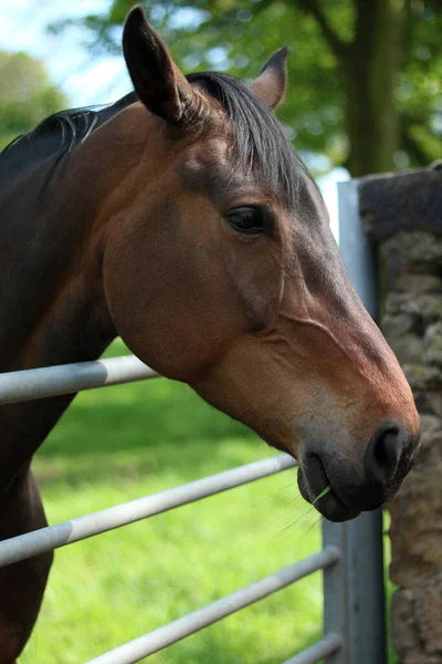 Cheval Brun Debout Clôture — Photo