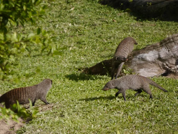 Une Vue Mangoustes Baguées Marchant Dans Zoo — Photo