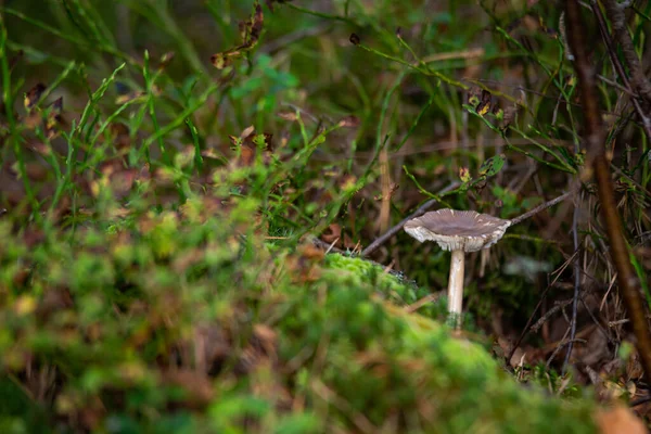 Ein Wilder Pilz Wächst Auf Einem Waldboden — Stockfoto