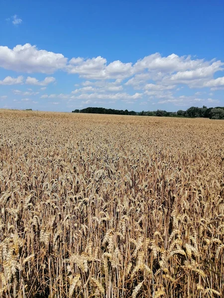 Vertical Shot Golden Wheat Field Blue Sky Fluffy Clouds — Stock Photo, Image