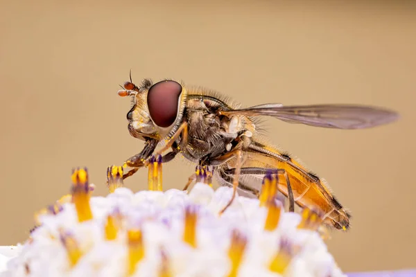 Closeup Shot Hoverfly Flower Garden — Stock Photo, Image