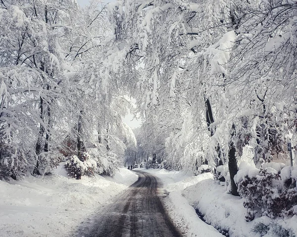 一条穿越白雪覆盖的森林的狭窄道路 — 图库照片