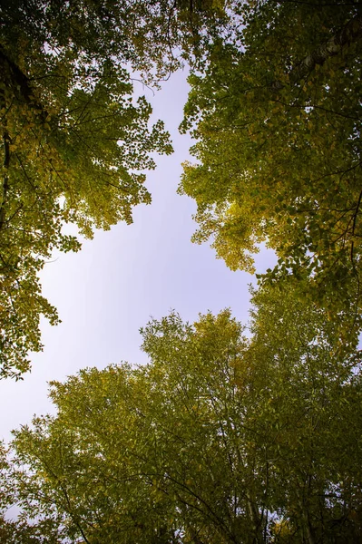 Egy Alacsony Szögű Vastag Levelek Faágak Egy Napsütéses Napon — Stock Fotó
