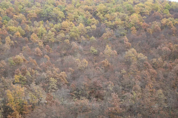 Вид Воздуха Осенний Лес — стоковое фото