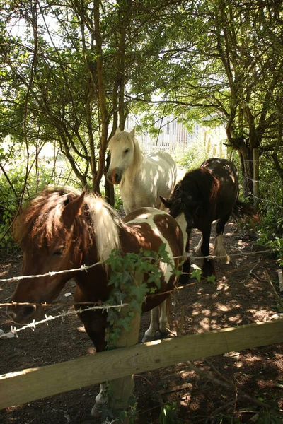 Ponyheste Stående Ved Hegnet - Stock-foto