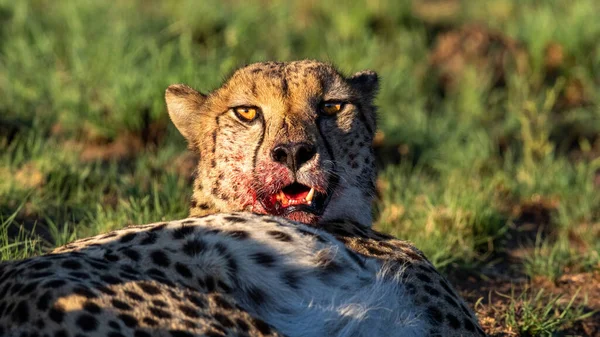 Egy Közelkép Egy Gepárdról Véres Szájjal Miután Megölt Egy Zebrát — Stock Fotó