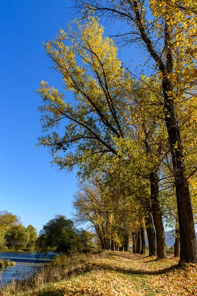 Pionowe Ujęcie Lasu Jeziorem Drzewami Podczas Jesieni — Zdjęcie stockowe