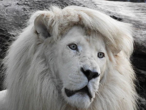 Primer Plano Hermoso León Blanco Imagen de stock