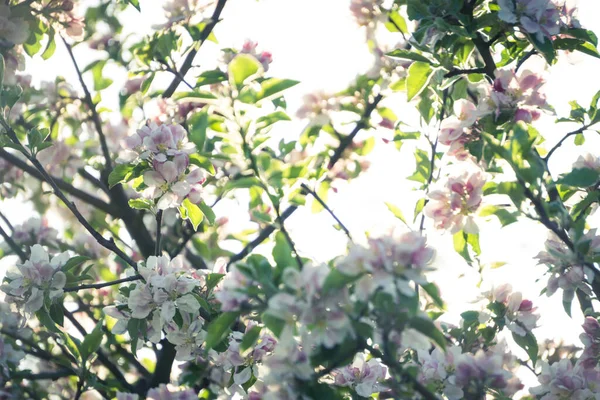 Eine Selektive Fokusaufnahme Blühender Kirschbäume Mit Rosa Blüten Die Vom — Stockfoto