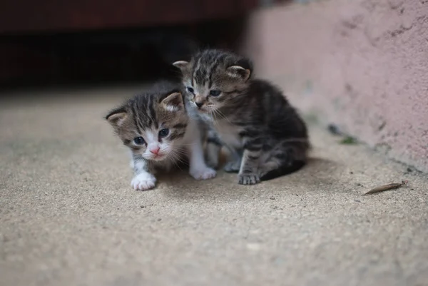 Два Милых Котенка Играют Друг Другом — стоковое фото