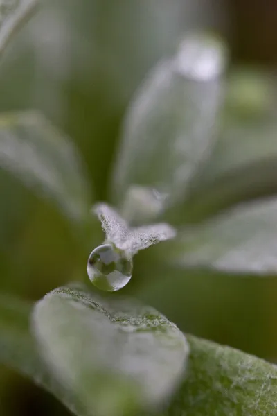 Ein Selektiver Fokus Eines Wassertropfens Auf Grüne Pflanzen Mit Verschwommenem — Stockfoto