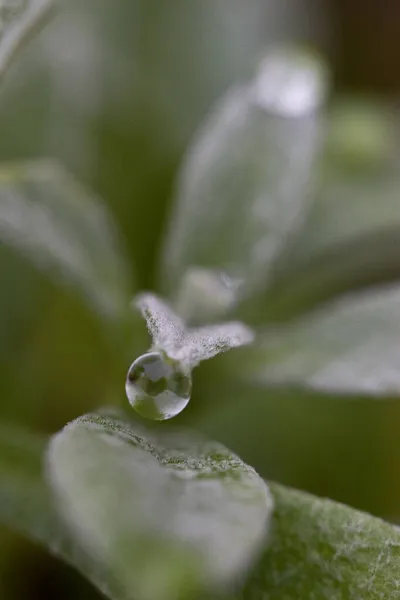 Enfoque Selectivo Una Gota Agua Plantas Verdes Con Fondo Borroso —  Fotos de Stock