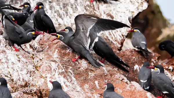 Birds Fighting Ballestas Islands — Stockfoto