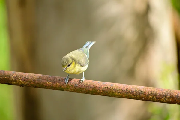 Blue Tit Perched Bridge Railing Staring Its Food — Foto de Stock