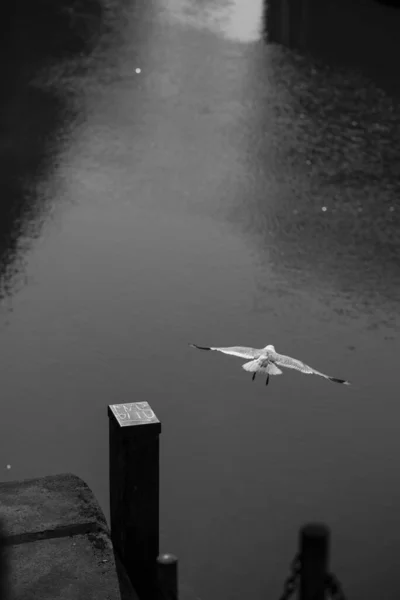 Une Mouette Volante Hambourg Photographiée Noir Blanc — Photo