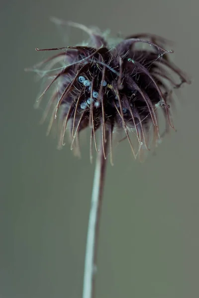 Eine Vertikale Aufnahme Von Getrockneten Wasseraven Einem Feld Mit Verschwommenem — Stockfoto