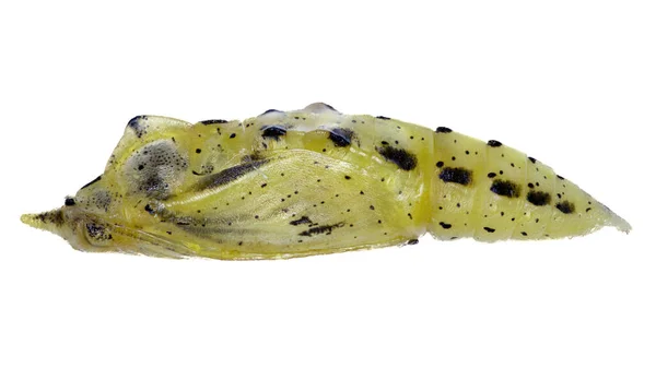 Lateral View Pupae Species Pieris Rapae Trivial Name Cabbage White — Stock fotografie