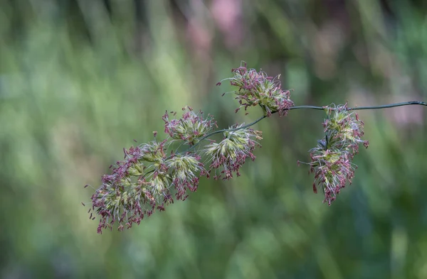 Dactylis Gegen Grünes Gras Pflanzen Dactilo Oder Pasto Ovillo Graminea — Stockfoto