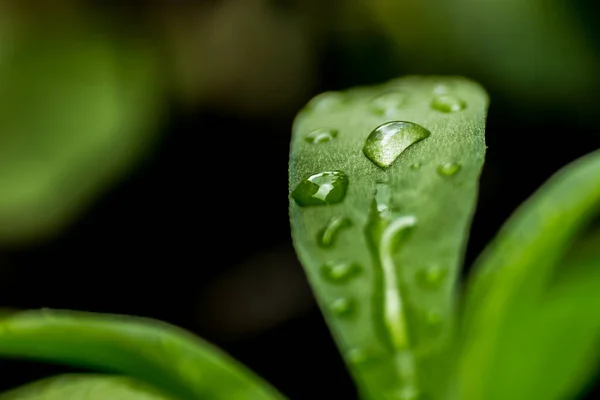 Tutup Dari Daun — Stok Foto