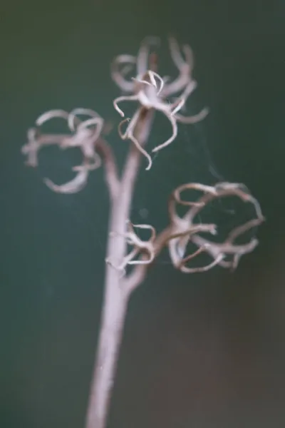 背景がぼやけているフィールドにクモの巣に覆われた乾燥植物の垂直ショット — ストック写真