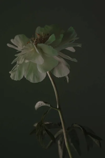 Büyük Çiçekleri Güzel Yaprakları Olan Beyaz Bir Çiçek — Stok fotoğraf