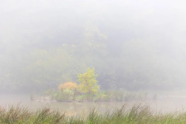Dimmig Knappt Synlig Grön Skog — Stockfoto