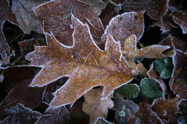 Detailní Záběr Hnědého Listu Pokrytého Mrazem — Stock fotografie