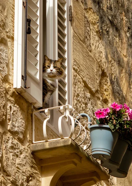 Cute Cat Window — Zdjęcie stockowe