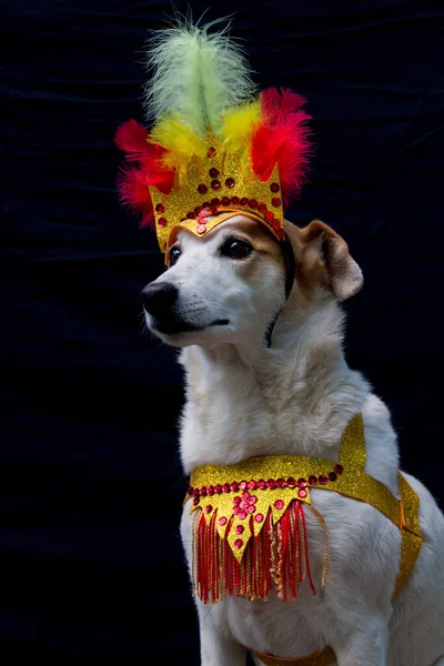 Retrato Cão Vestido Para Carnaval Com Penas Lantejoulas Brilhos Sobre — Fotografia de Stock