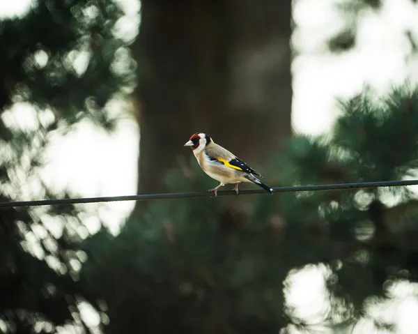 Goldfinch Fio Telefone Jardim Dianteiro Inglaterra — Fotografia de Stock