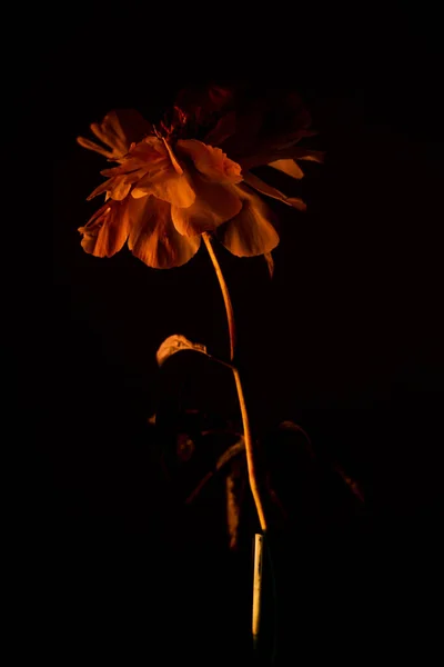 Single Flower Orange Light Leafs Pistils — ストック写真