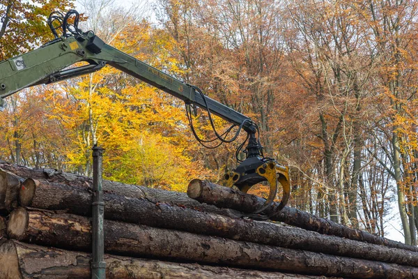Forest Fall Truck Crane Moves Logs Truck — Stock Photo, Image
