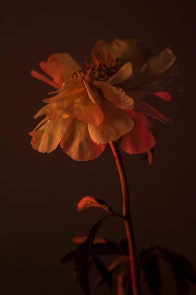 Один Цветок Большим Цветком Красном Оранжевом Свете — стоковое фото