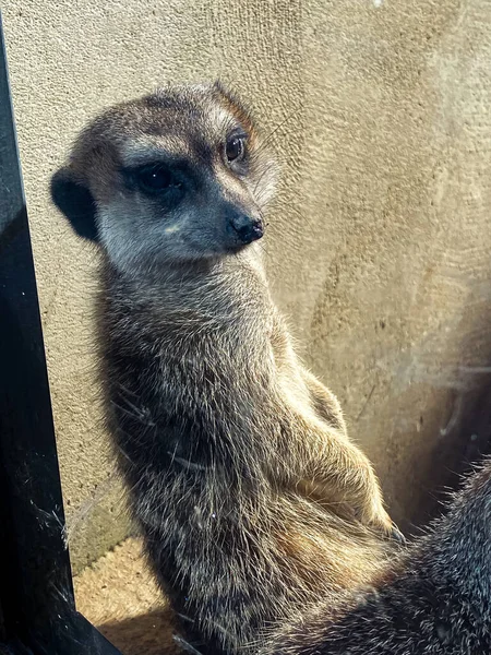 Meerkat Mirando Curioso Gente Que Visita Parque Animales — Foto de Stock