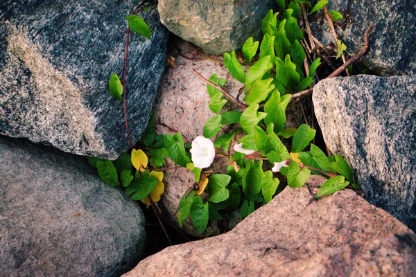 Ένα Λευκό Ανθισμένο Φυτό Φυτρώνει Ανάμεσα Πέτρες — Φωτογραφία Αρχείου