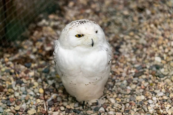 Vilnius Lituanie Juin 2021 Chouette Des Neiges Bubo Scandiacus Parc — Photo