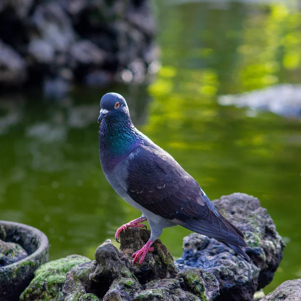 Pigeon Auf Stein Teich — Stockfoto