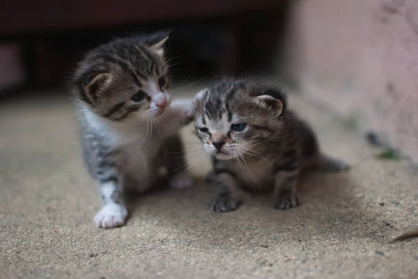 Two Cute Baby Kittens Playing Each Other — Photo