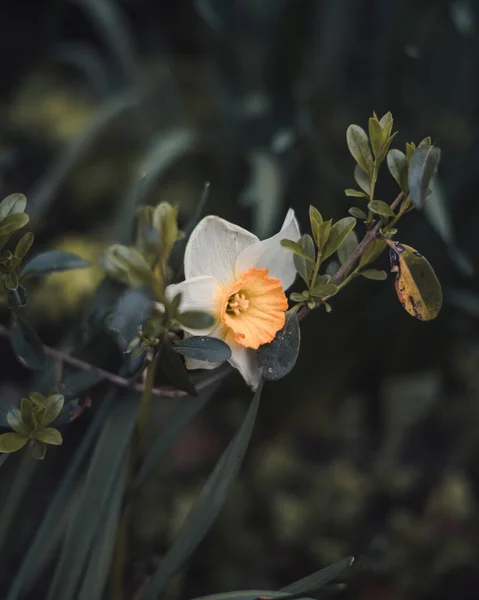 Ένα Κάθετο Πλάνο Ενός Λευκού Κίτρινου Λουλουδιού Έναν Κήπο — Φωτογραφία Αρχείου