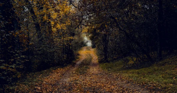 森の中の道路 木のトンネルだ 秋の風景 — ストック写真
