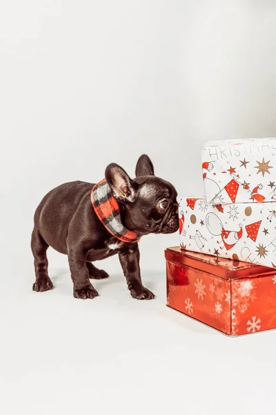 Γάλλος Μπουλντόγκ Μυρίζει Χριστουγεννιάτικα Δώρα Και Φοράει Μαντήλι — Φωτογραφία Αρχείου