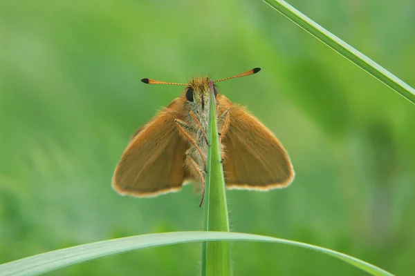 Frontal Closeup Orange Essex Skipper Butterfly Thymelicus Lineola Sitting Top — Stock fotografie