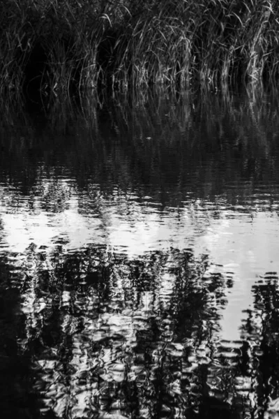 Diffuse Reflection Tree Lake Photographed Black White — Foto Stock